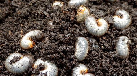 Grubs Vs Chinch Bugs How To Tell The Difference Between These Lawn