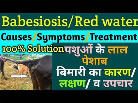 पश म लल पशब बमर Babesiosis in cattle Red water urine in