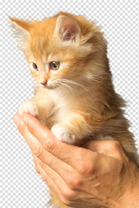 British Shorthair Persian Cat Kitten Puppy Felidae Kitten Transparent