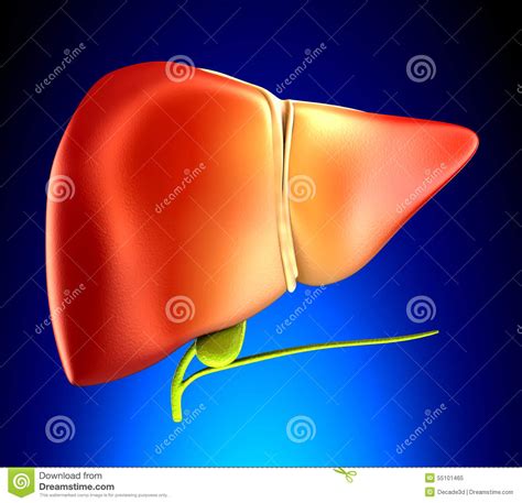 Creating a human liver in the lab may sound a little like the work of dr. Liver Real Human Anatomy On Blue Background Stock ...