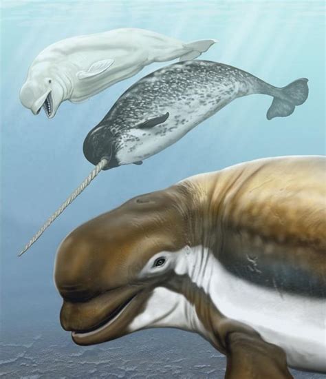 Ancient Beluga Whales Enjoyed Warm Waters Live Science