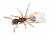 Photos of Do Carpenter Ants Have Wings