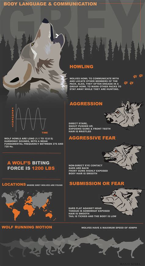 Infographic Wolf Behance