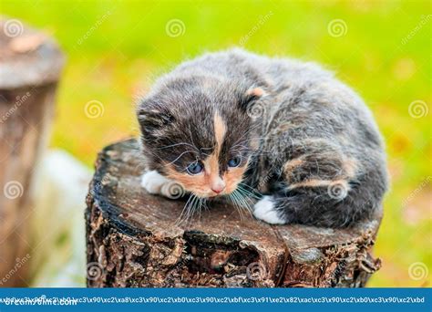 A Scared Kitten Stands On A Log Little Kitten On The Street Fluffy