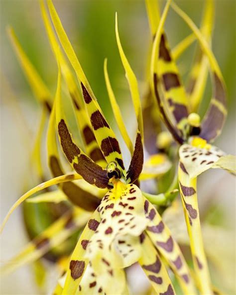 Wow Visitors With These Stunning Orchids In Your Home Or Garden Types Of Orchids Orchids
