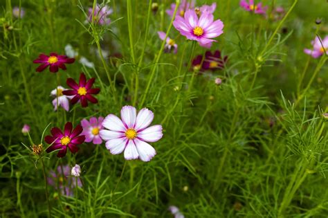 Cosmos Seeds Easily Grow This Annual Flower A Z Animals