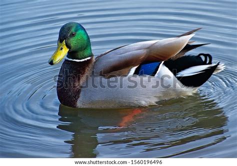 68632 Male Mallard Duck Images Stock Photos And Vectors Shutterstock