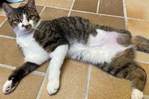 Zunächst bei einer anderen pflegestelle untergekommen sind die kleinen mädels nun hier gelandet und wurden spontan hanni und nanni getauft. Trauriges Schicksal: Dreibeinige Katze aus Köln sucht Zuhause