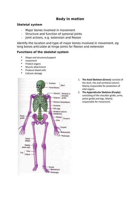 Body In Motion Notes Body In Motion Skeletal System Major Bones