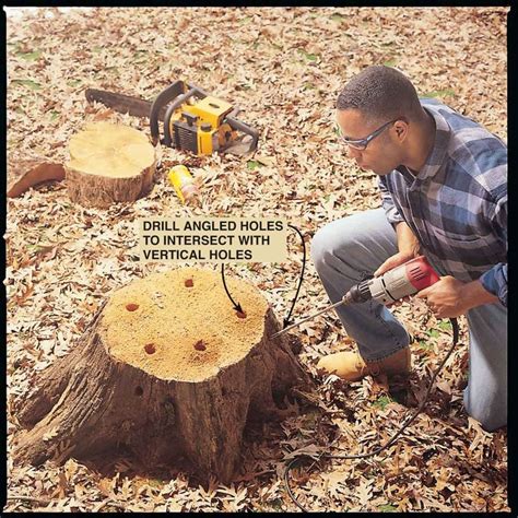 How To Remove A Tree Stump Painlessly Stump Grinder Tree Stump