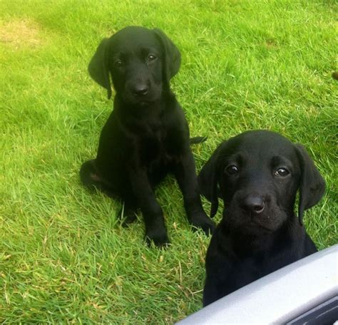 Learn more about labrador retriever puppies for sale. black chuncky labrador puppies for sale | Basildon, Essex ...