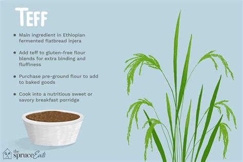 What Is Teff And How Is It Used