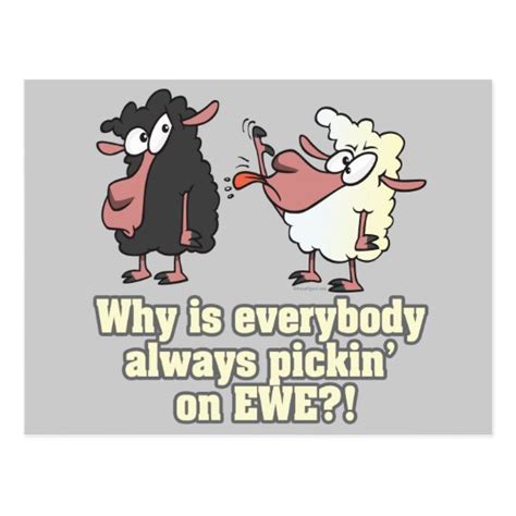 Picking On Ewe Black Sheep Humor Postcard