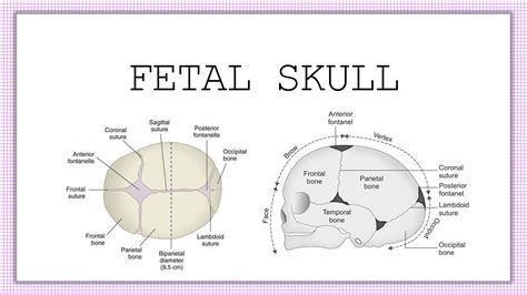 Sutures Of The Fetal Skull