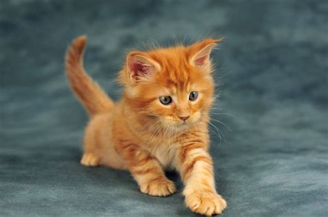 A mix or cross may have almost all, or practically none, of the characteristics of a maine coon. Maine Coon Cat Personality, Characteristics and Pictures ...
