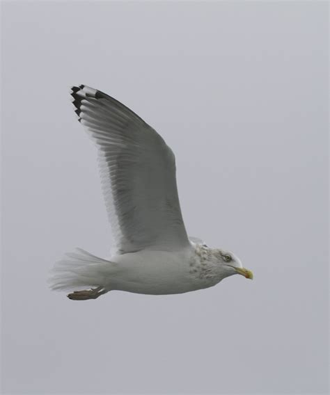 Bill Hubick Photography Herring Gull Larus Argentatus