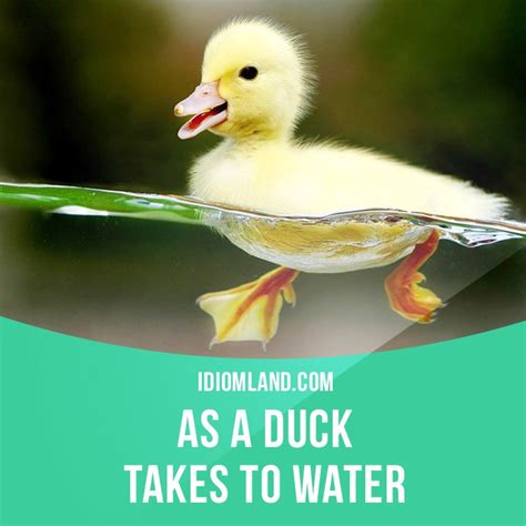 Maybe you would like to learn more about one of these? Idiom Land on Twitter: ""As a duck takes to water" means "easily and naturally". #idiom #idioms ...