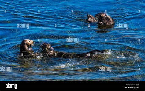 Sea Otters Enhydra Lutris Morro Bay California Usa Stock Photo Alamy
