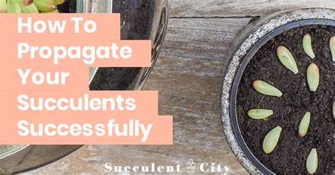 How To Propagate Your Succulents Successfully Planting Succulents Propagating Succulents