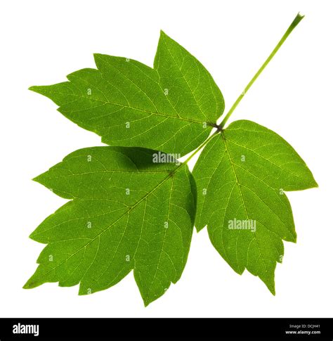 Green Ash Tree Leaves Isolated On White Background Stock Photo Alamy