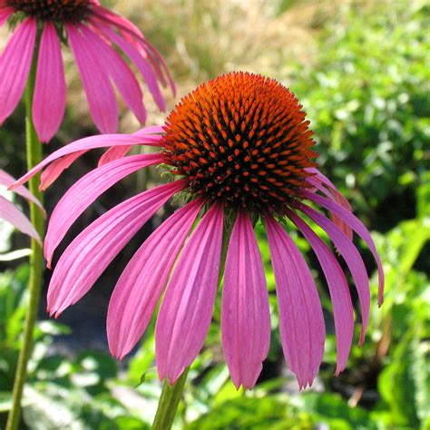 Echinacea Purpurea Ruby Star Centre Jardins Québec