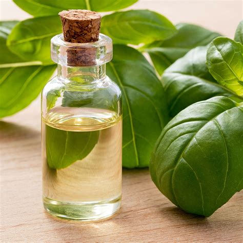 Essential oils and numerous components derived from them are widely use in many foods and beverages for flavoring and food preservation. Basil Essential Oil 12.5ml $22.00 - Aromatherapy WA