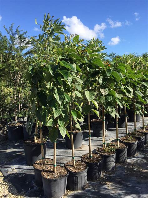 This dense, rounded, evergreen native tree grows slowly to a height of 30 feet with a spread of 25 feet and can develop a trunk 12 inches thick. Cordia sebestena, Orange Geiger Tree | PlantVine