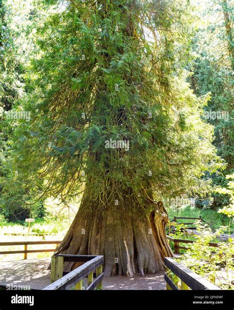 Massive Cedar Tree In An Old Growth Forest Idaho Stock Photo Alamy