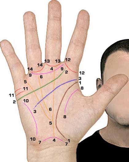 Hand Lines The Palmar Creases According Palmistry And Medical Science