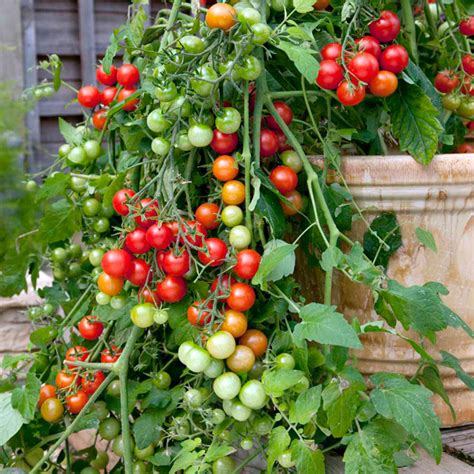 Tumbler Tomatoes And Trailing Varieties Tomato Growing