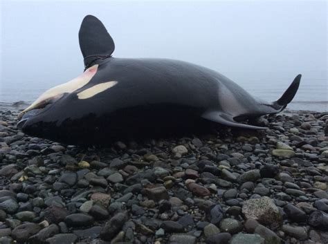 Necropsy Performed On Dead Orca Whale Found Off The Coast Of Courtenay