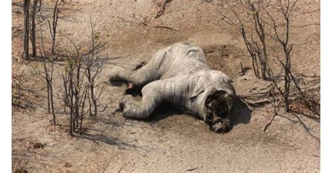 87 Dead Elephants Found After Botswanas Anti Poaching Unit Disarmed