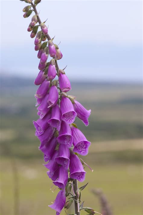 The addition of flowers is an excellent way to add rich color and interesting textures to home landscaping beds and ornamental container plantings. Free Stock Photo 2844-foxglove | freeimageslive