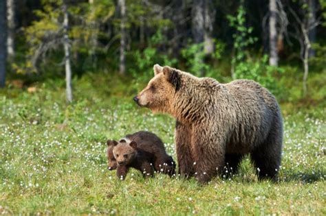 Mother Bear Protecting Cubs Stock Photos Pictures And Royalty Free