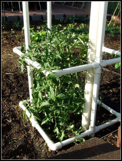 Create Your Own Tomato Cage With Pvc Pipe I Have Always Used Mesh Or