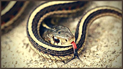 Common Garter Snake Habitat Nutrition And Facts 2021 Easy Guide
