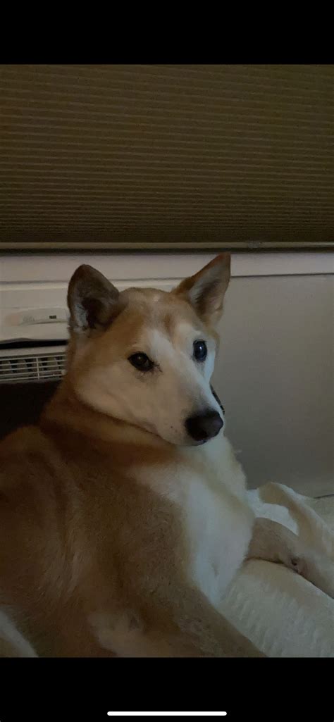 My 14 Year Old Doge Wishes Everyone Happy Investing 🚀💎 Dogecoin
