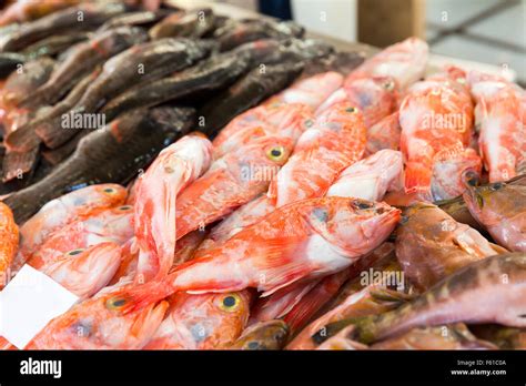 Big Heap Of Fresh Cartilaginous Fish On The Market Stock