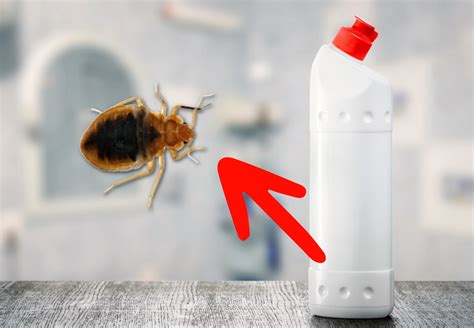 Bleach Vs Bed Bugs Does Bleach Kill Bed Bugs Expert Opinions