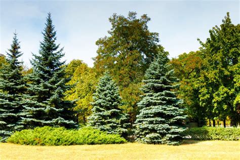 Coniferous And Deciduous Trees Grow In The City Park Stock Image