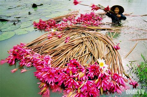 Mốt quê hương việt nam với những cánh cò bay, dòng sông lặng lờ trôi, hoa bưởi trắng những đêm soi bóng nước, hay chiếc đò như khúc nước, chiếc cầu. Đồng Tháp Mười trắng trời hoa súng - Ohay TV