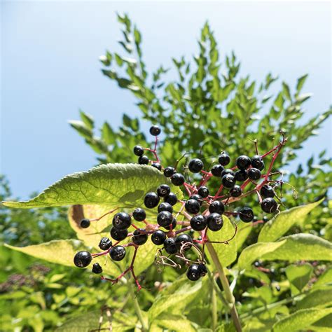 Free Stock Photo Of Berries Tree