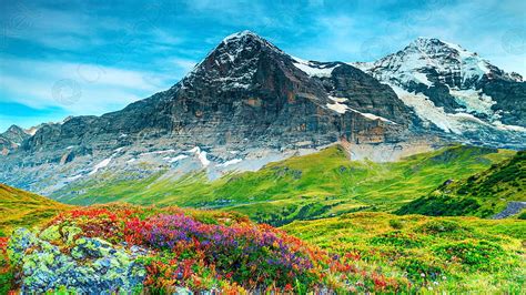 Beautiful Alpine Flowers And High Snowy Mountains Near Grindelwald