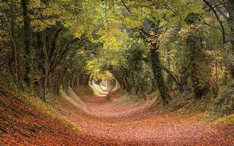 2k Free Download Tree Tunnel Path In Autumn West Sussex England