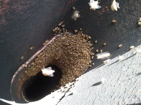 We did not find results for: Chimney Bees in Orange County? Call Bee Busters
