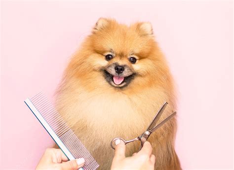 Premium Photo Grooming A Smiling Pomeranian Dog Gets A Haircut In A