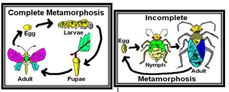 Pengertian metamorfosis sempurna dan tidak sempurna, contoh, gambar, penjelasan lengkap, siklus, daur hidup hewan. Perbedaan Metamorfosis Sempurna dan Metamorfosis Tidak ...