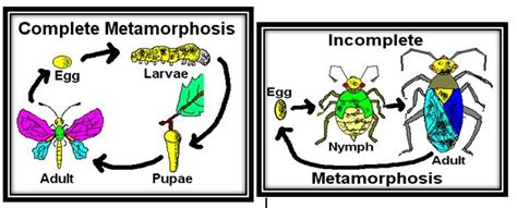 Embrio akan berdiferensi sehingga terbentuk berbagai macam jaringan dan organ. Perbedaan Metamorfosis Sempurna dan Metamorfosis Tidak ...