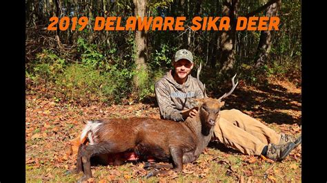 2019 Sika Deer Hunting In Delaware Youtube