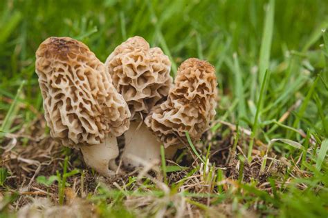 Wild Mushrooms What To Eat What To Avoid